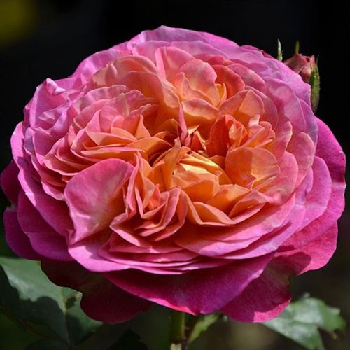 100-120 cm - Rózsa - Centenaire de l'Haÿ-les-roses - Online rózsa vásárlás
